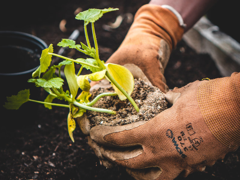 Garden Maintenance in Topsham